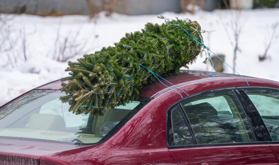 Christmas tree on top of the car for transportation
