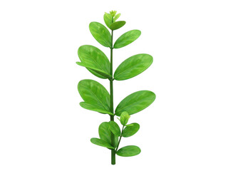 Naklejka premium Green plant stem with leaves isolated on transparent background