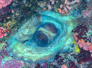 Common giant squid on corals of Bali © Hans Gert Broeder
