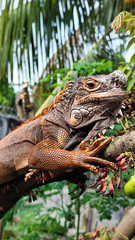 Pet red iguana. Red iguana walking on a tree branch, on a blurred natural background.