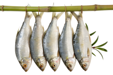 Bright High Quality  Realistic Ilish Fish Hanging on Stick PNG | Fresh Hilsa Fish