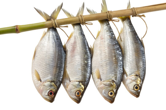 Bright High Quality  Realistic Ilish Fish Hanging on Stick PNG | Fresh Hilsa Fish