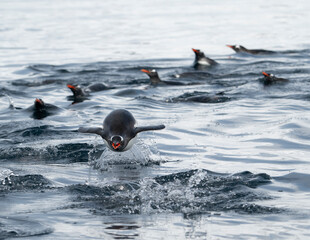 Obraz premium Penguins in Antarctica photography on a cruise 