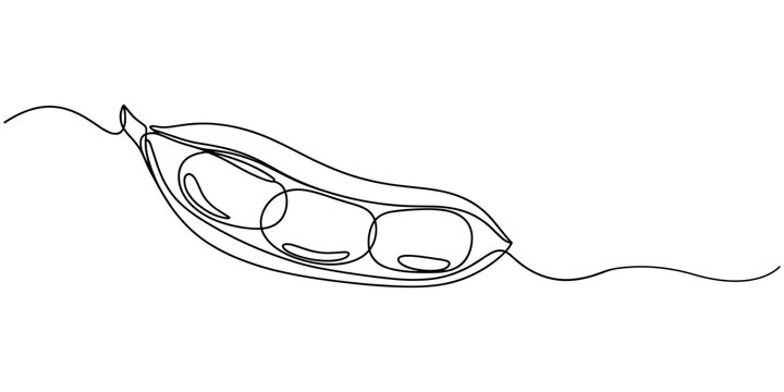 Fava beans continuous one line art drawing organic fava beans, pro vector illustration isolated on white background. beans vector pattern for vegan, One line drawing coffee beans, minimalist style.