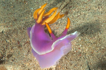 Colorful purple  nudibranch crawls on  hard-coral © Hans Gert Broeder