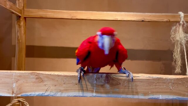 macaw parrot happily dancing
