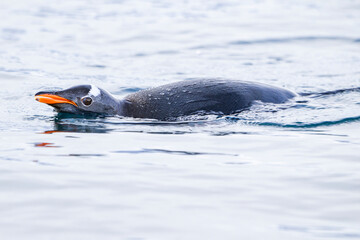 Obraz premium Gentoo penguins on Icebergs in antarctica