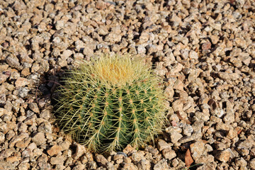 Xeriscaped desert-style garden patch with recently planted golden barrel cactus, Echinocactus grusonii 