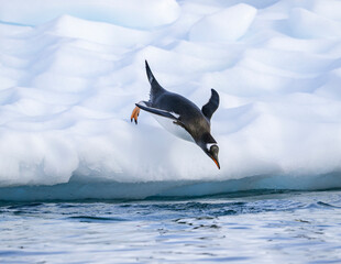 Gentoo penguins on Icebergs in antarctica © Anil S Matta