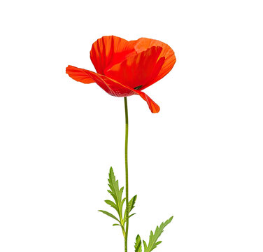 A vibrant red poppy flower png transparent