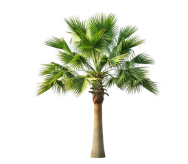 Fototapeta premium A palm tree with green leaves png transparent