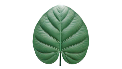 Close-up of a dark green leaf with prominent veins
