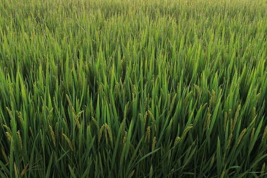 Rice Paddy Field Lush Green Agriculture