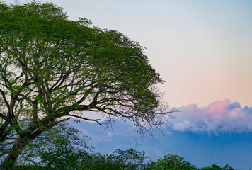 tropical tree and background mountain during dusk time