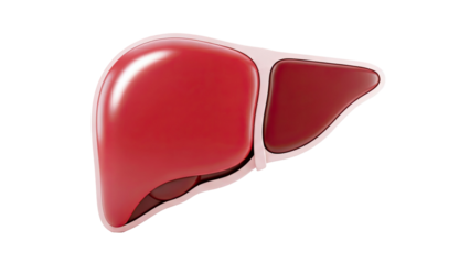 3D Model of a Healthy Human Liver