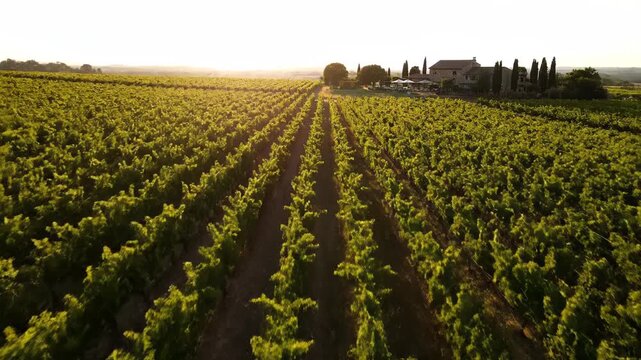 Aerial Footage of Vineyard Rows Leading to Estate at Sunset