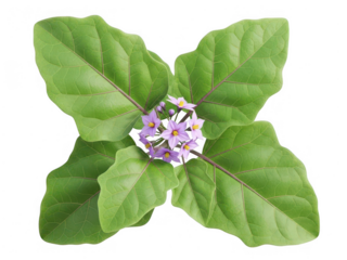 Vibrant flower with green leaves isolated on transparent background
