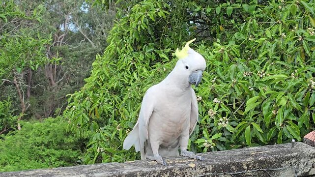 cockatoo