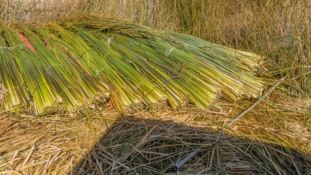 The totora reeds are cut and tied, the bundles are laid on the ground in a row. Peru. Lake Titicaca. Uros Floating Islands  