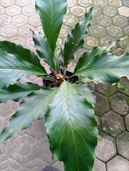 Large Anthurium Plowmanii Wave of Love Plant in Garden Setting