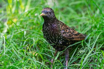 Fototapeta premium A European starling forages in vibrant green grass, its iridescent plumage shimmering in sunlight. This captivating bird is perfect for wildlife, nature conservation, or birdwatching themes.