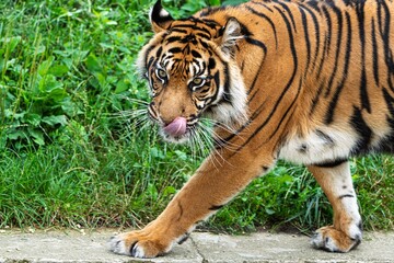 Obraz premium A majestic Sumatran tiger strolls along a rocky path, its vibrant orange fur and striking black stripes contrasting with the lush greenery. Its tongue playfully licks its nose.