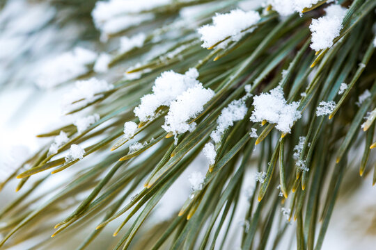 Snow on Pine Branches Cozy Christmas Poster Texture