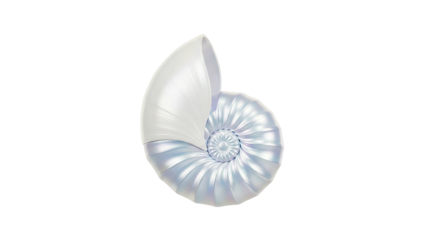 Nautilus Shell with Pearlescent Sheen