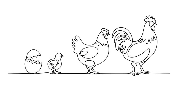 The continuous line drawing illustrates the life cycle of a chicken from egg to adult Vector, illustration