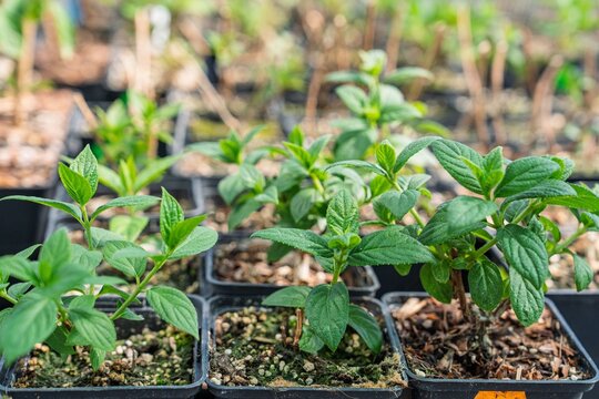Close-up of green hydrangea seedlings in pots, thriving in a greenhouse. These nurtured seedlings are ready for planting and promise beautiful blooms in gardens.
