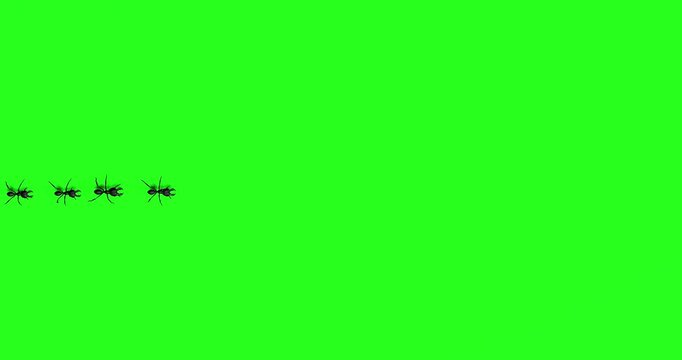 Ants walking line green screen animation insects marching