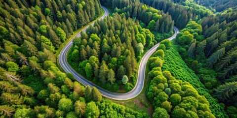 A serene winding road in a lush green forest from high above