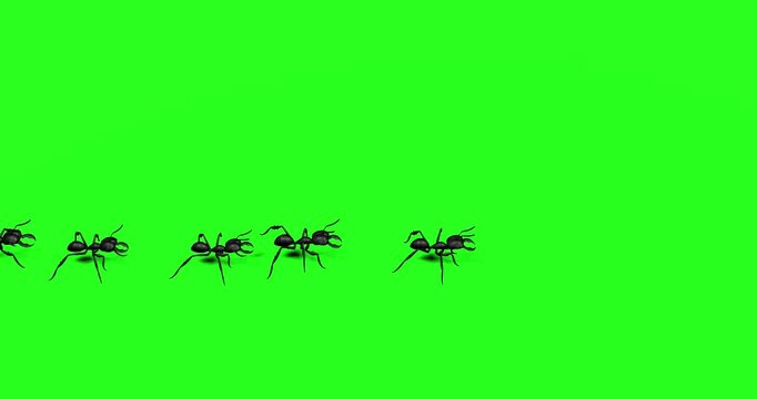 Animated black ants marching line green screen chromakey loop