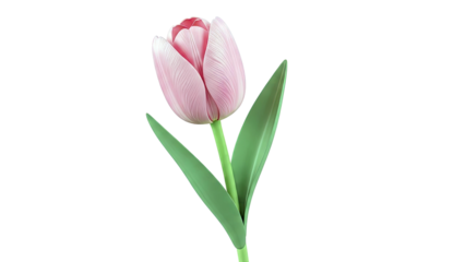 Pink Tulip Flower