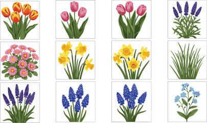 Vector illustration set of spring flowers including tulips, daffodils, lavender, daisies and grape hyacinth isolated on a white background