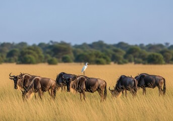 A herd of wildebeest graze in a grassy savanna with a white egret perched on one of the animals under a clear blue sky