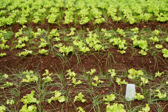 Sustainable vegetable farm with lettuce and scallions grown using intercropping methods on fertile soil. Eco-friendly agriculture concept showing organic food production and responsible land use.