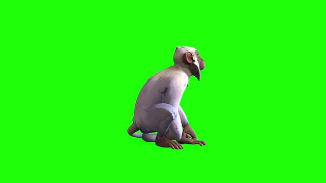 Funny monkey animal monkey motion with green screen or chroma key clip art
