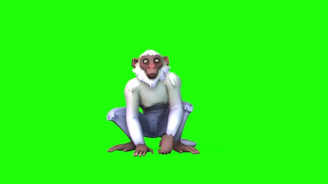 Front view confuse monkey animal for fruits with green screen or chroma key animation 
