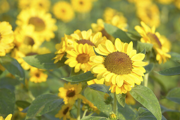 Obraz premium Vibrant field of sunflowers in full bloom, showcasing bright yellow petals and lush green leaves under warm sunlight, creating cheerful and lively atmosphere