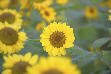 Sunflowers with focus on single bloom, showcasing its bright yellow petals and brown center, surrounded by lush green leaves. scene evokes sense of warmth and joy