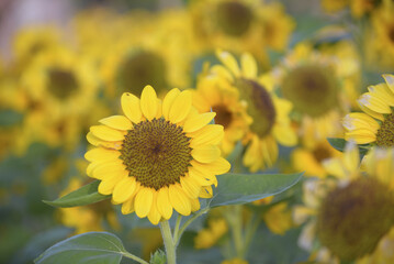 Sunflowers in full bloom, showcasing their bright yellow petals and large brown centers, creates cheerful and lively atmosphere. lush green leaves add contrast to scene
