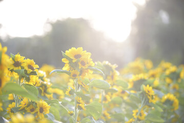 Sunflowers basking in soft sunlight creates serene and cheerful atmosphere. bright yellow petals contrast beautifully with green leaves, evoking sense of warmth and tranquility