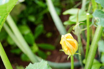Close-up of a yellow cucumber flower blooming on a vine in an outdoor garden. Fresh vegetable blossom showing early growth stage, pollination phase, and organic farming in natural daylight.