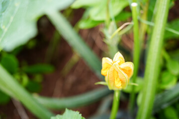 Close-up of a yellow cucumber flower blooming on a vine in an outdoor garden. Fresh vegetable blossom showing early growth stage, pollination phase, and organic farming in natural daylight.