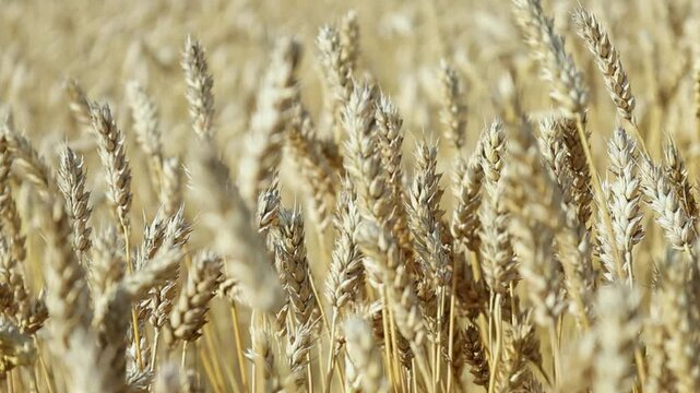 Golden wheat fields sway under the sunlight in a rural location during the harvest season