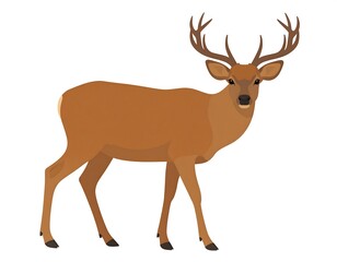 Fototapeta premium A brown deer with large antlers standing on a plain white background