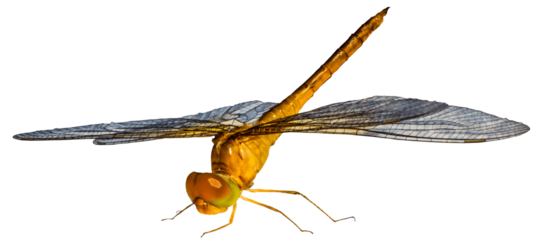 Side view orange dragonfly resting with long transparent wings stretched wide, isolated on clean white background, sleek minimalist nature insect photograph for design use

