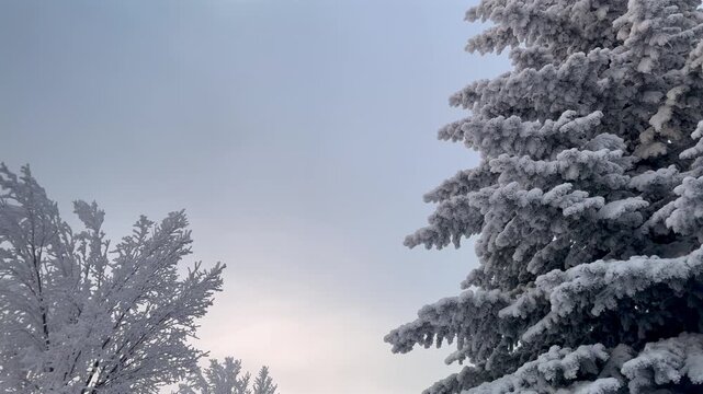 Snow covered evergreen trees framing soft winter sky