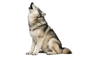 A gray and white wolf sits upright with its head raised and mouth open appearing to howl or sing loudly no background